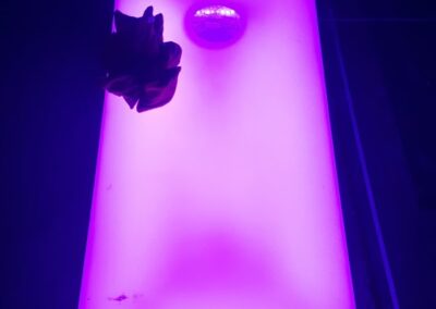 LED Corn Hole Game for Rent By Casino Party Experts Las Vegas Nevada